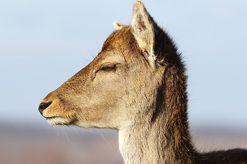 Image showing closeup of fallow deer doe head