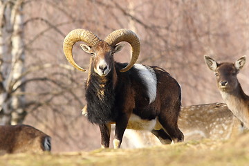 Image showing beautiful mouflon ram