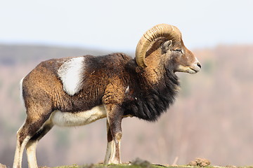 Image showing beautiful majestic mouflon ram