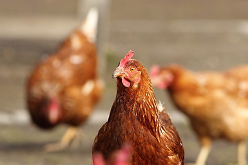 Image showing hen looking at the camera in farm yard