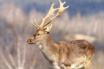 Image showing close up of fallow deer stag in a clearing