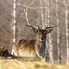 Image showing fallow deer buck with broken antler