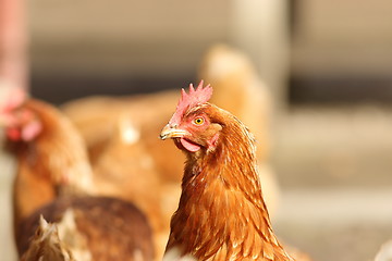 Image showing portrait of brown hen in farm yard