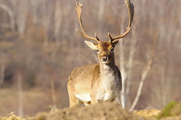 Image showing beautiful majestic fallow deer stag