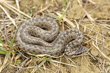 Image showing vipera ursinii rakosiensis in natural habitat