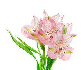 Image showing Beautiful Pink Alstroemeria