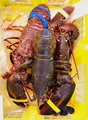 Image showing Lobsters in Shopping Basket