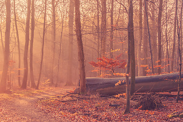 Image showing Fallen tree in a misty sunrise