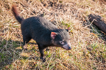 Image showing Tasmanian devil looking for food