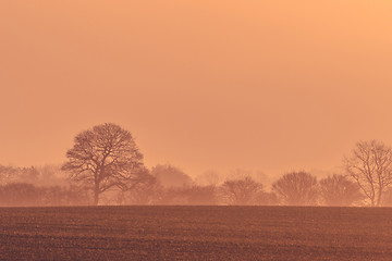 Image showing Tree silhouettes in the morning sunrise