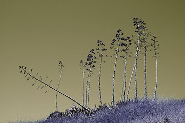 Image showing Spindly trees