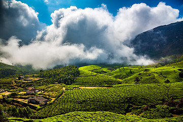 Image showing Tea plantations in India