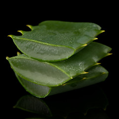 Image showing Sliced aloe leaf