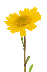 Image showing Daisy flower
