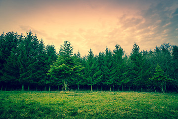 Image showing Green pine trees on a row