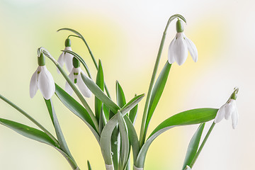 Image showing Snowdrops in the spring on a green background