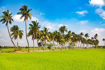 Image showing Paddy fields and palm trees