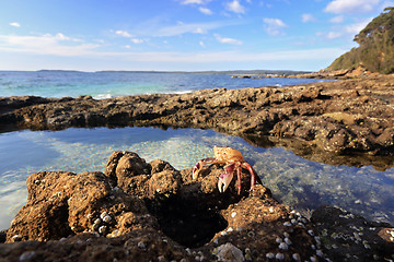 Image showing Enchanted Rockpool Jervis Bay