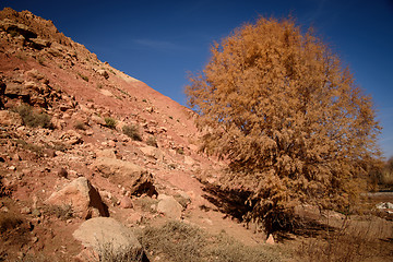 Image showing Scenic landscape in Dades Gorges, Atlas Mountains, Morocco