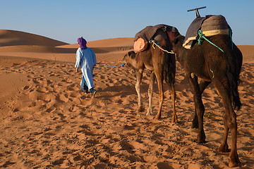 Image showing Berber man leading caravan, Hassilabied, Sahara Desert, Morocco