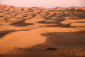 Image showing Camels at the dunes, Morocco, Sahara Desert