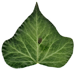 Image showing Detailed ivy leaf