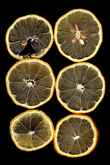 Image showing Lemon