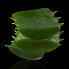 Image showing Sliced aloe leaf