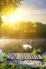 Image showing Swan in the morning