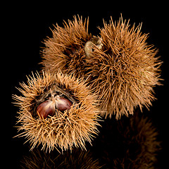 Image showing Chestnuts on a black reflective background