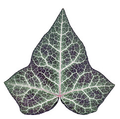 Image showing Ivy leaf