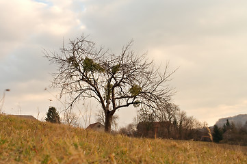 Image showing Tree