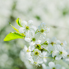 Image showing Blossoming branch of a cherry, close up. Note: Shallow depth of 