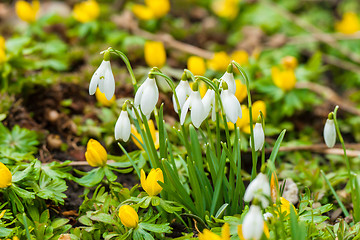 Image showing Spring flowers with snowdrops and eranthis