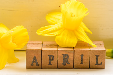Image showing Yellow daffodils in april month
