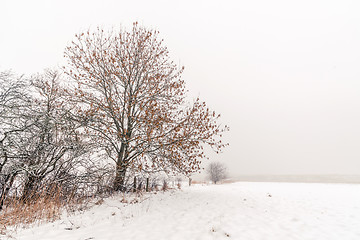 Image showing Winter landscape with trees in the snow