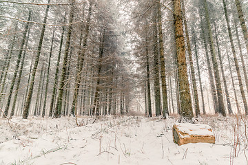 Image showing Snow in a forest at wintertime