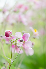 Image showing Japanese Anemone flowers in the garden, close up.  Note: Shallow