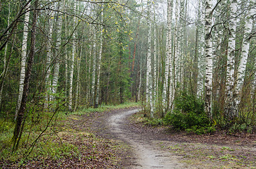 Image showing Foggy spring landscape with footpath in the woods