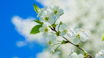 Image showing Blossoming branch of a cherry, close up. Note: Shallow depth of 