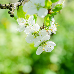 Image showing Blossoming branch of a cherry, close up. Note: Shallow depth of 