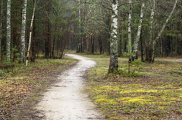 Image showing Foggy spring landscape with footpath in the woods