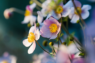 Image showing Japanese Anemone flowers in the garden, close up.  Note: Shallow