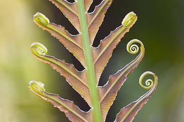 Image showing Fern in spring