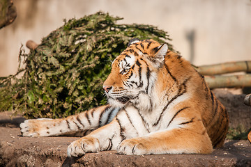 Image showing Tiger resting in the sun