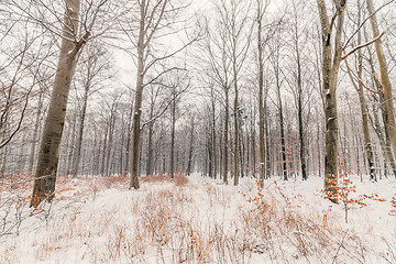 Image showing Scandinavian forest in the snow