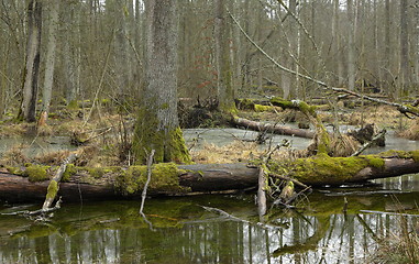 Image showing Spring landscape of first in old stand of Bialowieza forest