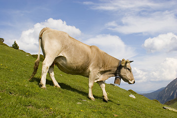 Image showing Cow on mountain meadow