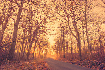 Image showing Road in a misty forest at sunrise
