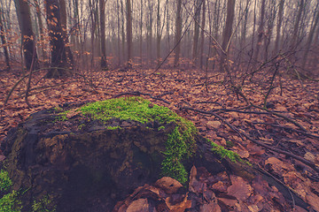 Image showing Tree trunk with green moss